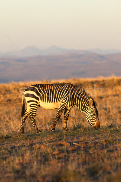 Mountain Zebra Stock photo © zambezi