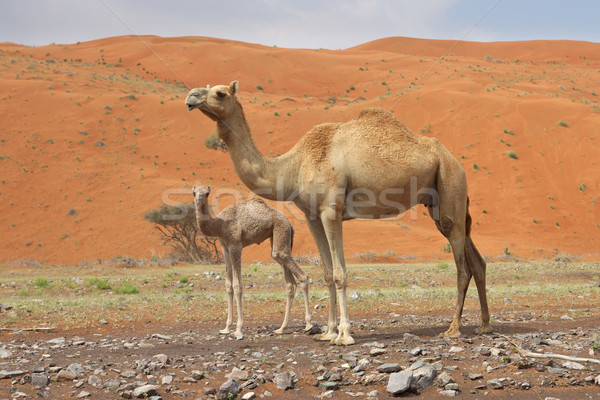 Camel and Calf Stock photo © zambezi