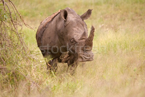 White rhino (Ceratotherium simum), Kruger National Park. Stock photo © zambezi