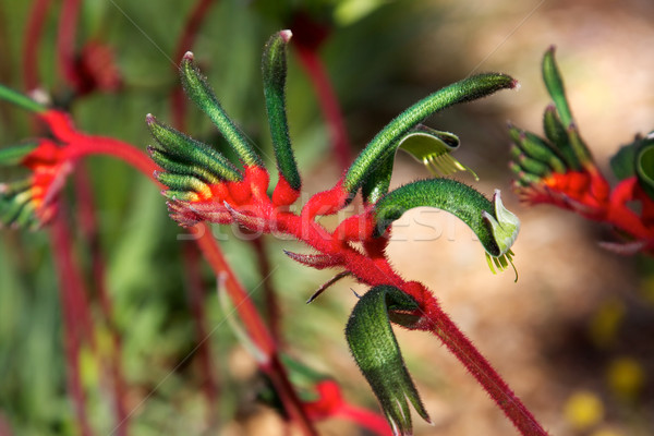 袋鼠 爪子 花 紅色 綠色 商業照片 © zambezi