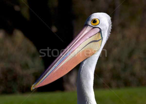 Australian Pelican Stock photo © zambezi