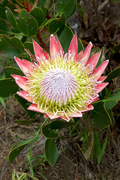 Stock photo: King Protea