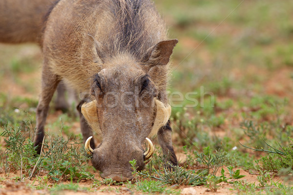 Warthog Stock photo © zambezi