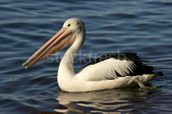 オーストラリア人 白鳥 川 西部 オーストラリア ストックフォト © zambezi