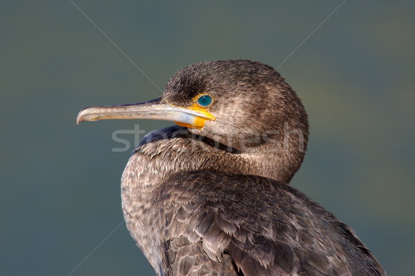 Stock photo: Cape Cormorant