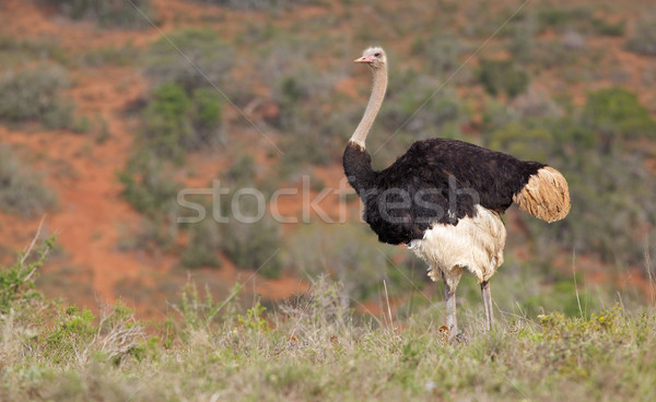 Ostrich with Chicks Stock photo © zambezi