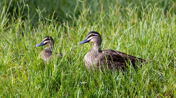 Pacific Black Duck Stock photo © zambezi