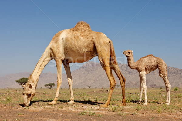 駱駝 商業照片 © zambezi