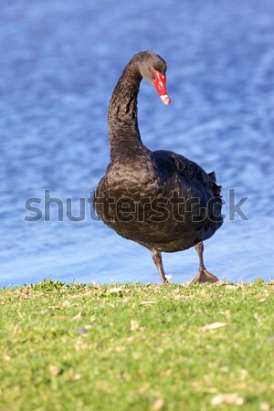 Black Swan Stock photo © zambezi