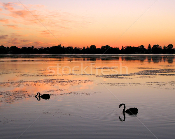 Foto stock: Cisne · lago · negro · occidental · Australia