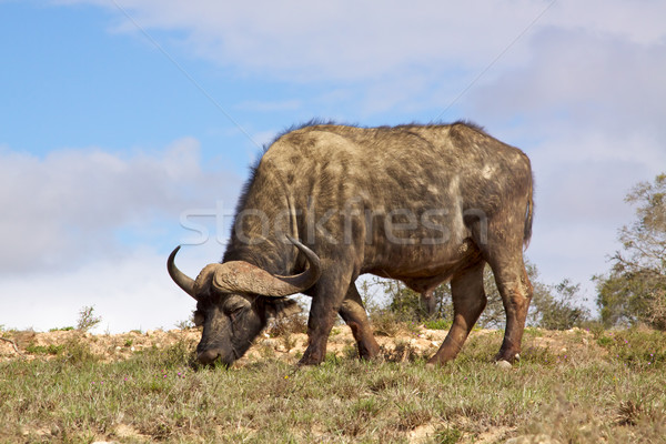 African Buffalo Stock photo © zambezi