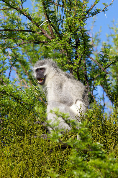 緑 猿 山 シマウマ 公園 南アフリカ ストックフォト © zambezi