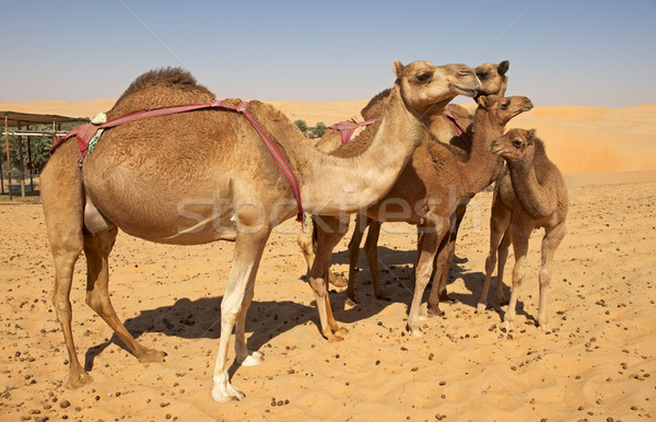 Camel Group Stock photo © zambezi
