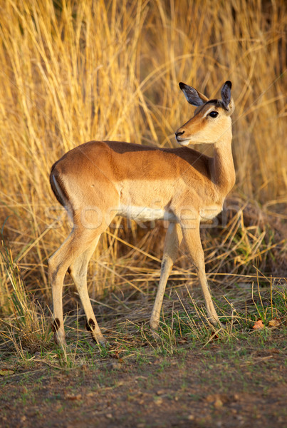 Impala Ewe Stock photo © zambezi