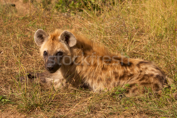 Young spotted hyaena (Crocuta crocuta) resting in the Kruger National Park. Stock photo © zambezi