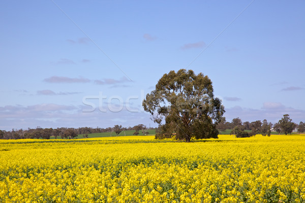 Rapeseed Field Stock photo © zambezi