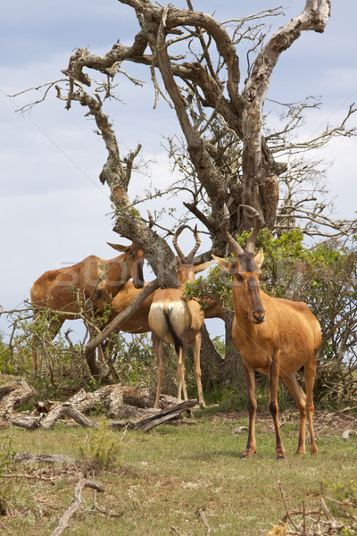 Red Hartebeest Stock photo © zambezi