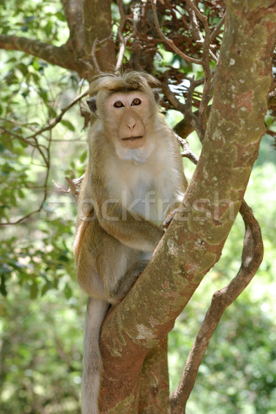 Toque Macaque Stock photo © zambezi