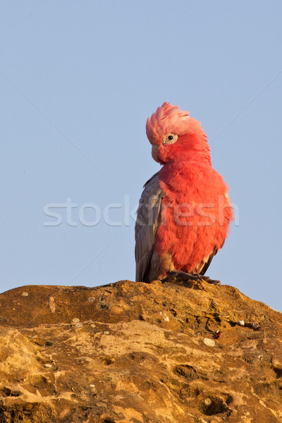 Galah Stock photo © zambezi