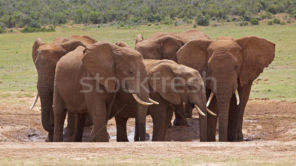 Słoń afrykański młodych słoń parku Południowej Afryki Zdjęcia stock © zambezi