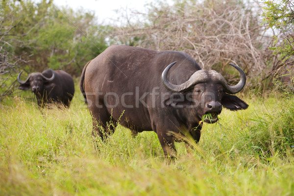 African Buffalo Stock photo © zambezi