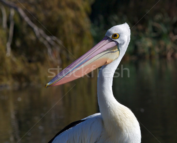 Australian Pelican

 Stock photo © zambezi