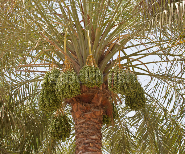 арабский даты богатых дата пальма Сток-фото © zambezi