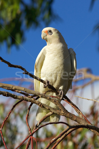 Little Corella Stock photo © zambezi