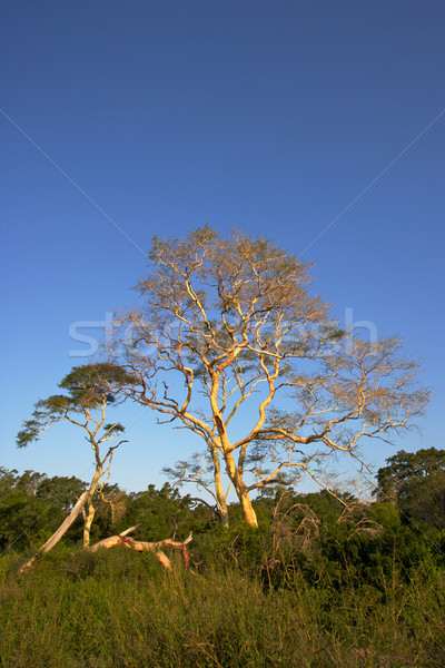 Febre árvore árvores crescente panela jogo Foto stock © zambezi