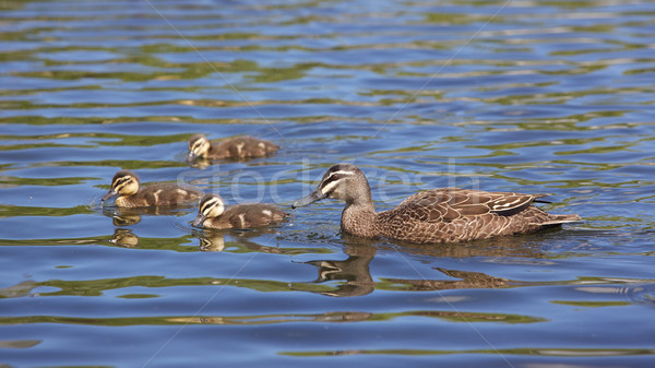 Pacific Black Duck Stock photo © zambezi