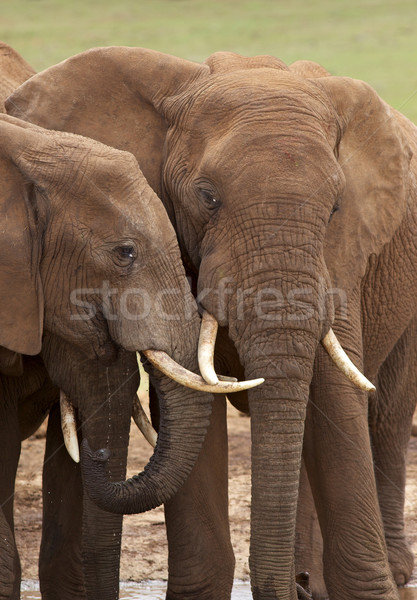 Jungen Elefanten Park Südafrika Stock foto © zambezi
