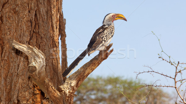 Stock photo: Southern Yellow-Billed Hornbill