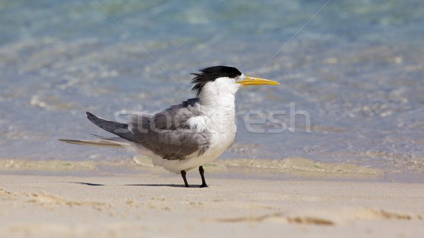 Crested Tern Stock photo © zambezi