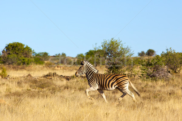 Burchell's Zebra Stock photo © zambezi