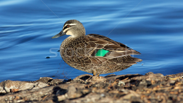 Pacific Black Duck Stock photo © zambezi