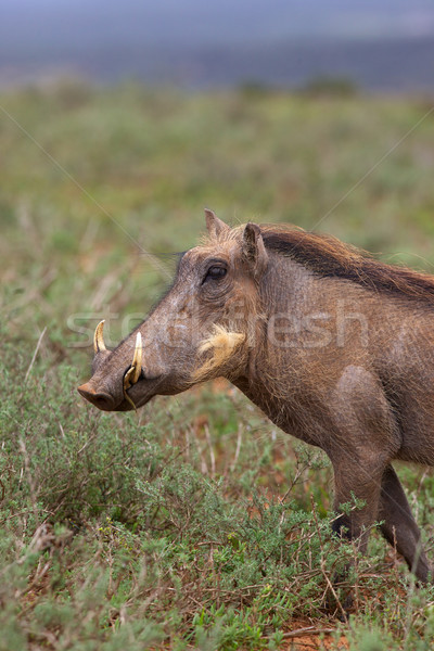 Warthog Portrait Stock photo © zambezi