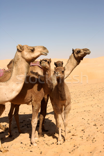 Camel Group Stock photo © zambezi