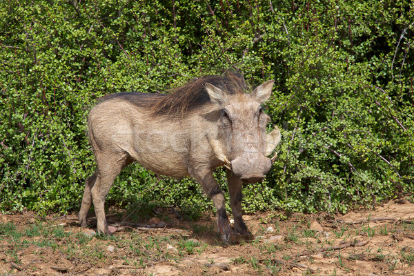 Warthog Portrait Stock photo © zambezi