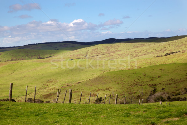 North Island Pasture Stock photo © zambezi