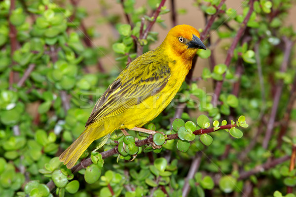 Cape Weaver Stock photo © zambezi