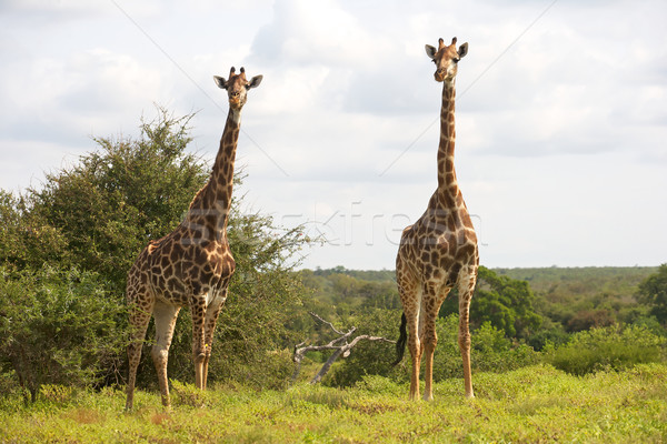 Giraffe Pair Stock photo © zambezi