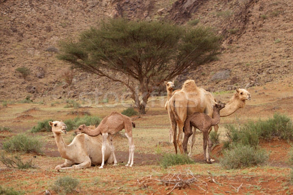 Camello vivero camellos Foto stock © zambezi