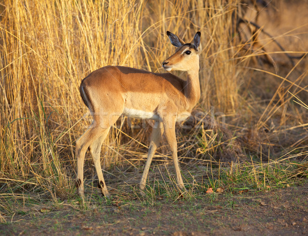 Impala Ewe Stock photo © zambezi