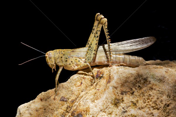 Locust Stock photo © zambezi