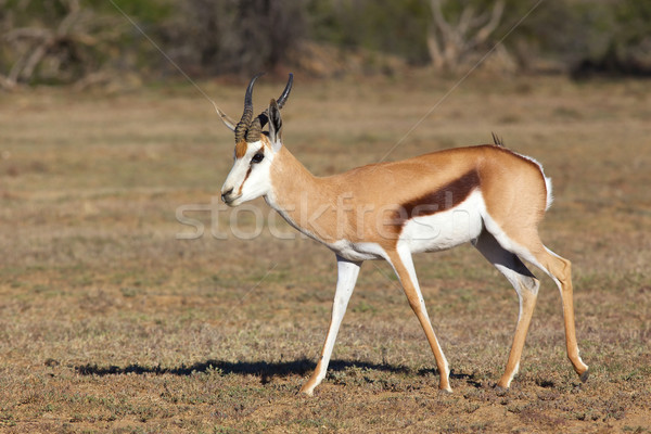 Widder Berg Zebra Park Südafrika Stock foto © zambezi