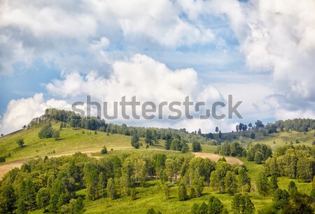 Lata krajobraz wzgórza drzewo charakter Zdjęcia stock © zastavkin