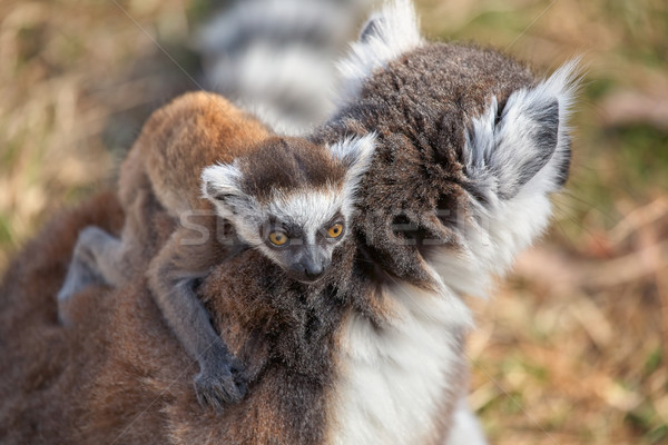 Ring tailed lemur catta Stock photo © zastavkin