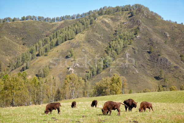 Bison natürlichen Umwelt Berg Sommer Stock foto © zastavkin