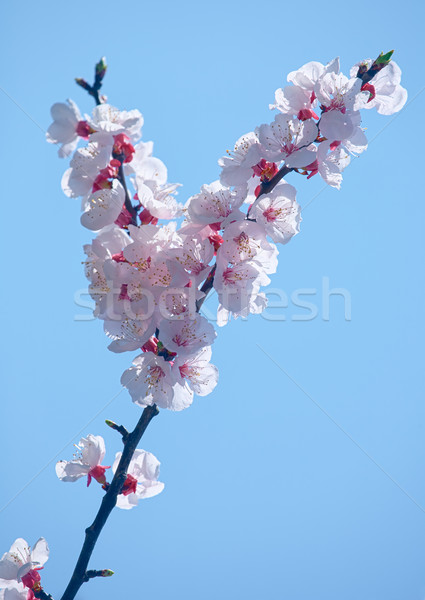 Sakura fleur branche printemps japonais ciel bleu [[stock_photo]] © zastavkin