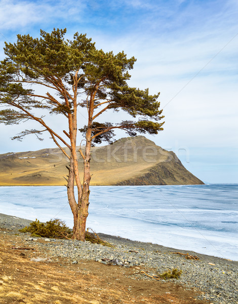 Solitário árvore lago ilha sibéria inverno Foto stock © zastavkin